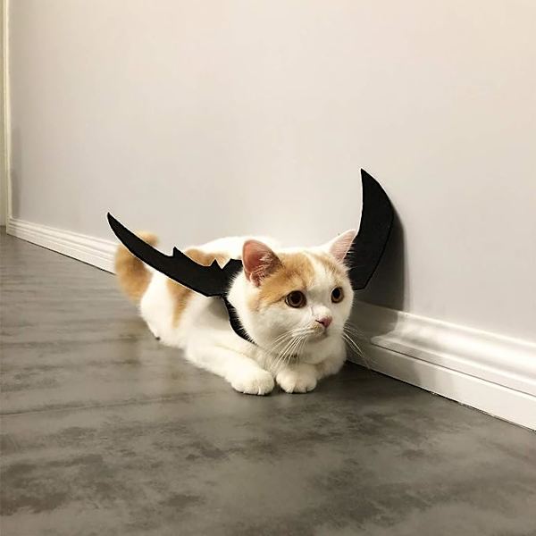 Set med 2 Halloween husdjur fladdermus vingar katt hund fladdermus vampyr kostym Hal
