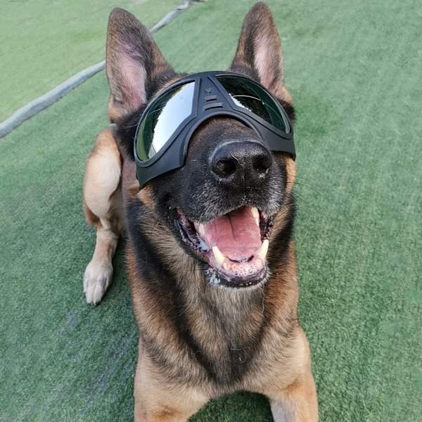 Hundglasögon Ögonskydd Justerbara Remmar Lätt att sätta på Anti