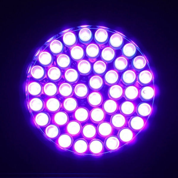 21LED UV lilla lys lommelygte skorpion lampe UV lys tør insp