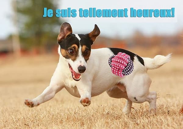 Set med 10 hund leksaker, hållbart tuggleksak