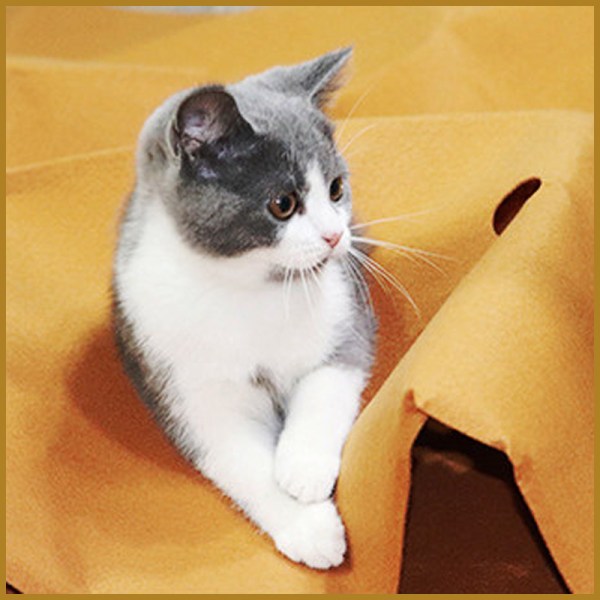 Katt träningsmatta katt borr och bitmatta filt katt agility träning