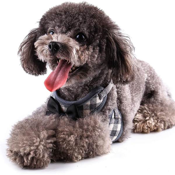 Liten hundsele och koppel set - No Pull sele med mjukt nät