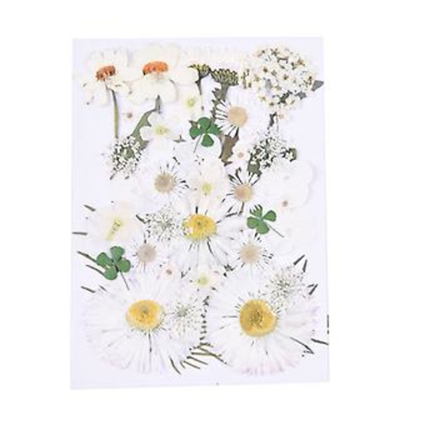 Tørrede Blomster Kit DIY Trykte Blomster Tørrede Håndværk Ægte Blomster Bogmærke Blomster Dekoration (Vinterhvid)