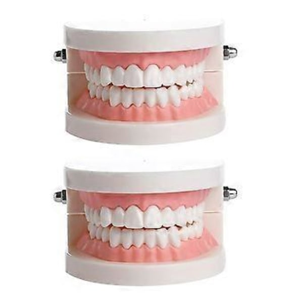 1 st Användbar Tandmodell Oral Håla Modell Barn Oral Utbildning Tandmodell