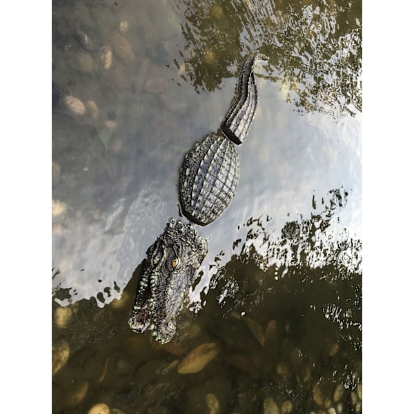 Kolmiosainen koristekrokotiili, eläinmaailman malli, Ga