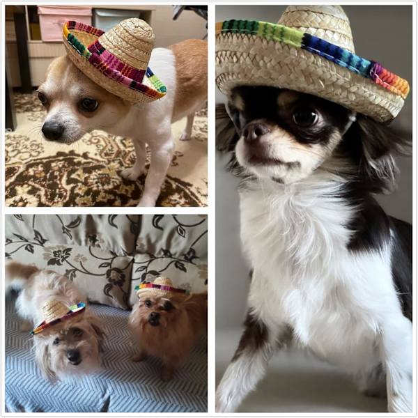8 stk. Mini Sombrero Fest Hatte Fiesta Fest Dekorationer Festartikler Sombrero Kostumehatte til Bord, Dukker, Hunde - 5,9 tommer