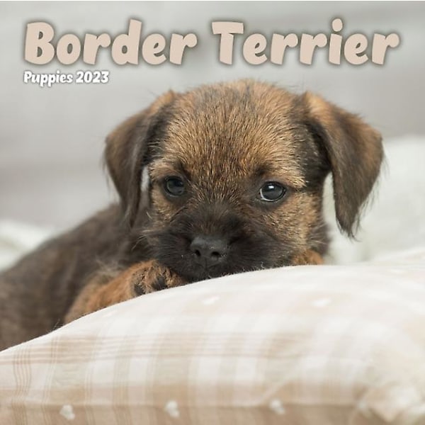 Border Terrier Puppies Mini Square Wall Calendar 2023
