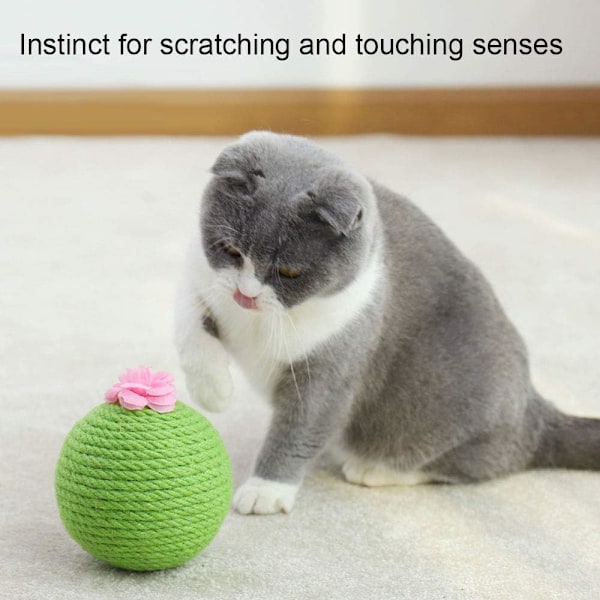 Katt Kibble Kløball Kaktus Katt Kløbrett Trening Kattunge