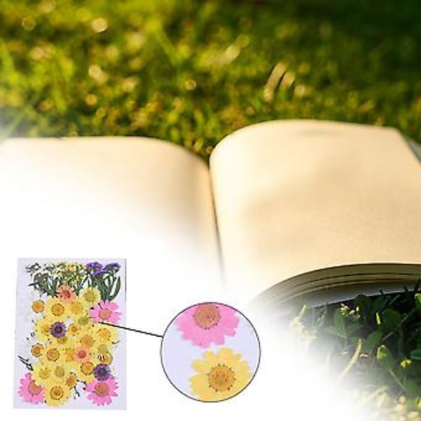 Tørrede Blomster Kit DIY Trykte Blomster Tørrede Håndværk Ægte Blomster Bogmærke Blomster Dekoration (Vinterhvid)