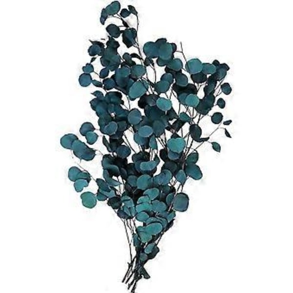 Torkade Eukalyptusblommor Äkta