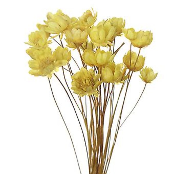 30 stk Tørkede Blomster Brasiliansk Liten Stjerne Blomst Gypsophila Krysantemum Kunst Dekor DIY (Gul)