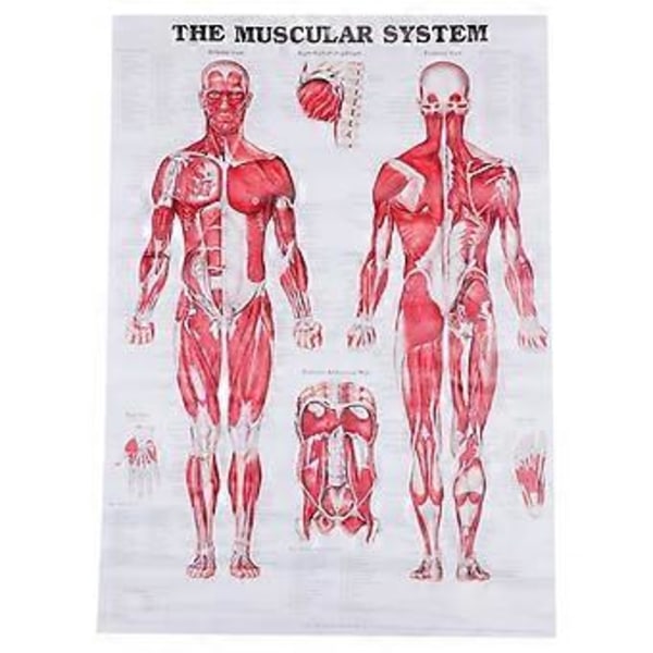 Anatomisk Affisch Muskelsystem Muskelanatomi Diagram Väggaffisch