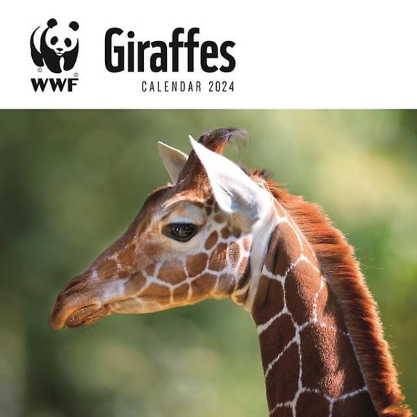 WWF Giraffes Square Wall Calendar 2024