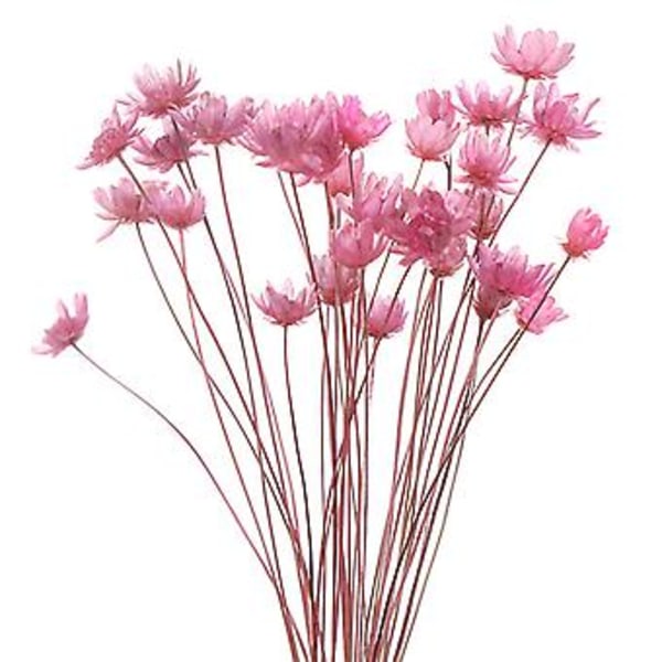 30 stk. Tørrede Blomster Brasiliansk Lille Stjerne Blomst Gypsophila Krysantemum Kunst Dekoration Diy (Pink)