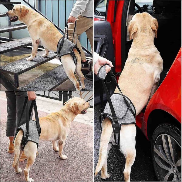 Løftesele til hunde, Støttesele til hunde til bagben, Blød støtteslynge til hunde til skadede handicappede hunde - WELLNGS S