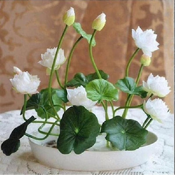 5 stk. Skål Lotus Planter Potte Lotus Vandlilje Blomst-WELLNGS 5pcs-Lotus-NO.2