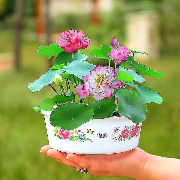 5 stk Lotus Plante Pot Lotus Vannlilje Blomst-WELLNGS 5pcs-Lotus-NO.16