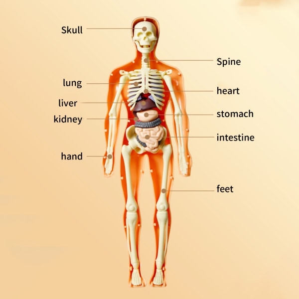 Anatomisk skeletmodel for menneskelig torso med aftagelige dele til børn førskolemedicinsk uddannelsesmateriale-WELLNGS null - T