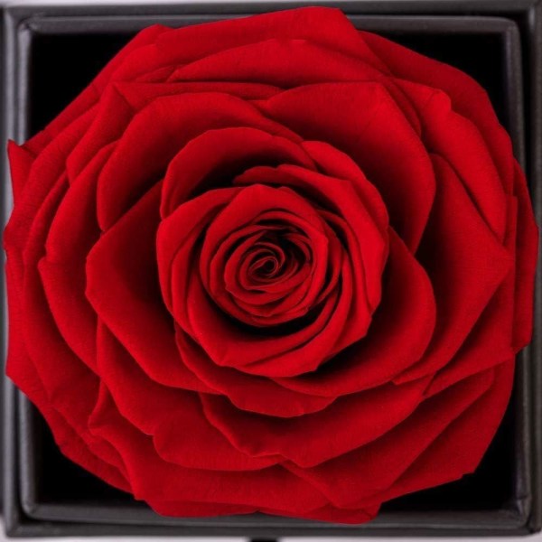 Skönheten och odjuret Rose handgjorda konserverade ros smycken
