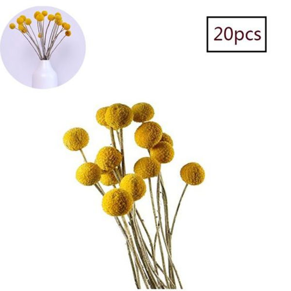TooGet Naturliga Craspedia Torkade Blommor Gula Billy Buttons Bollar