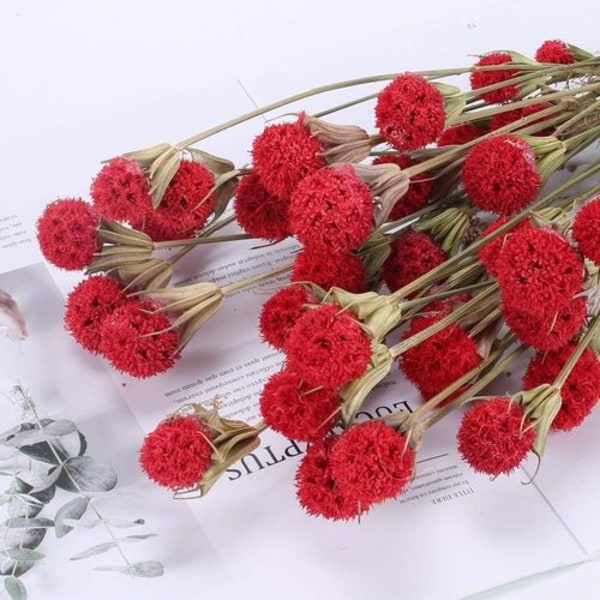 Kuivatut kukat Punainen kuivattu kukka koristekimppu häämaljakko