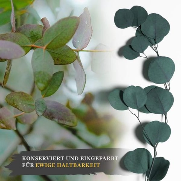 HVIT LUKSUS - Eucalyptus som tørkede blomster ET blikkfang - varer evig