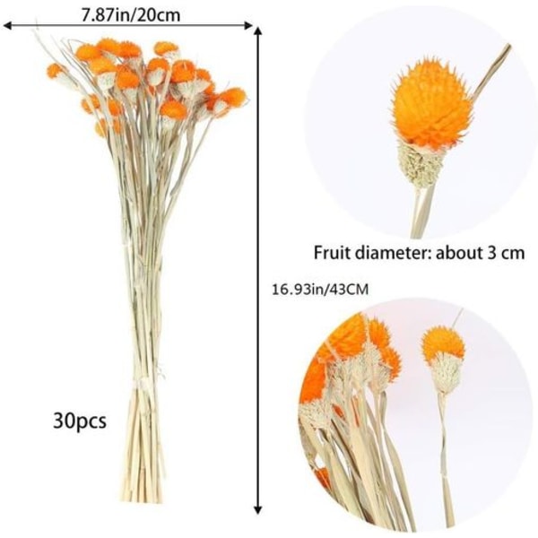 Tørket furukongleblomst naturlig udødelig tørket blomst