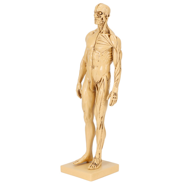 Mannequin Resin Menneskelig Muskelmodel Skitseundervisning Tegning Mandlig Kropsanatomi Model