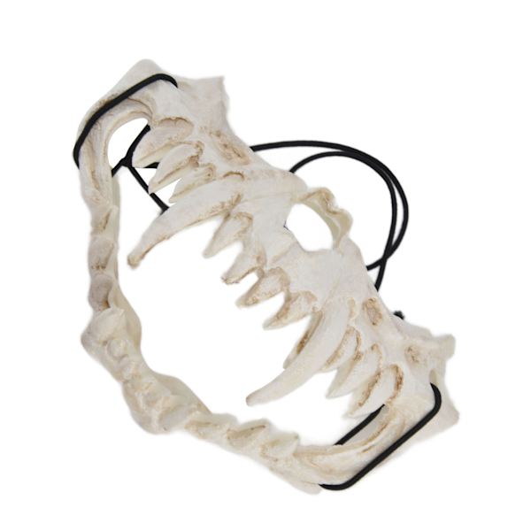 Dödskalle Mask Latex Tiger Tand Typ Hållbar Vattentät Justerbar Läskig Mask för Fest Festival Teater