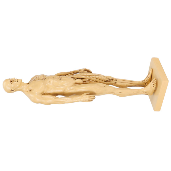 Mannequin Resin Menneskelig Muskelmodel Skitseundervisning Tegning Mandlig Kropsanatomi Model