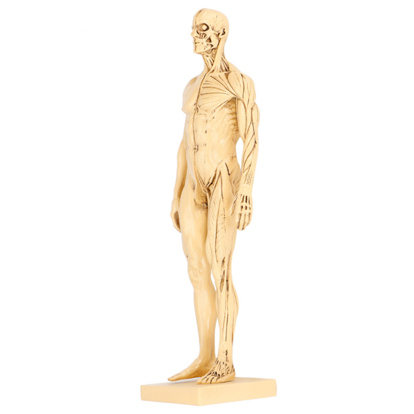 Mannequin Resin Menneskelig Muskelmodel Skitseundervisning Tegning Mandlig Kropsanatomi Model