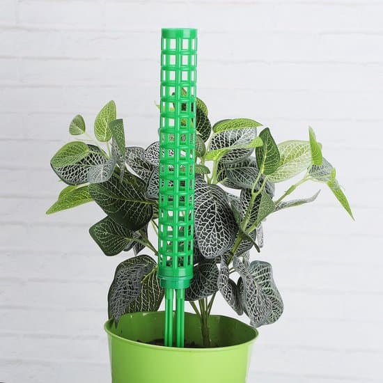Plant Support - Moss Pole Plant Support for Monstera and Pothos (4-pack) - Green