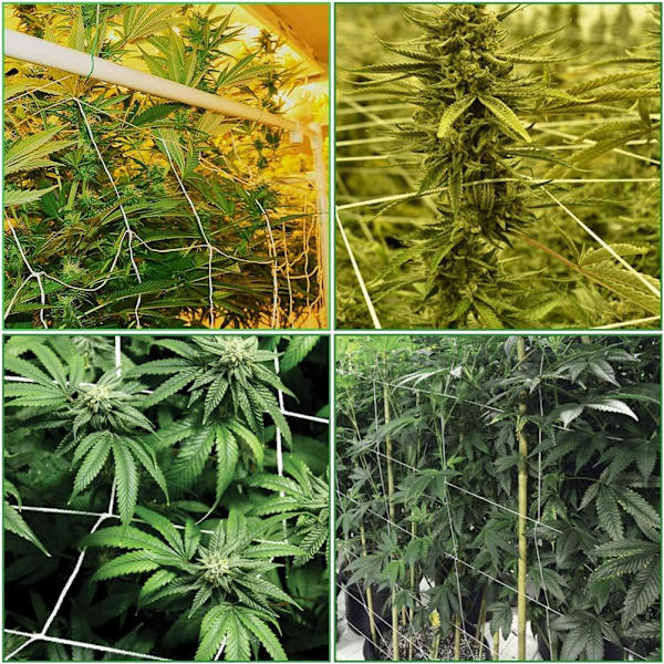 Plantegitternet, Plante Støtte, Væksttelt Gitternet, Plante Klatrenet