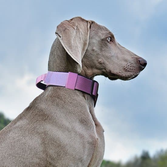 M - Neck circumference 38–48 cm - width 3.8 cm - For weight 13–28 kg - Adjustable - Reinforced dog collar - Pull resistant - For medium to large dogs
