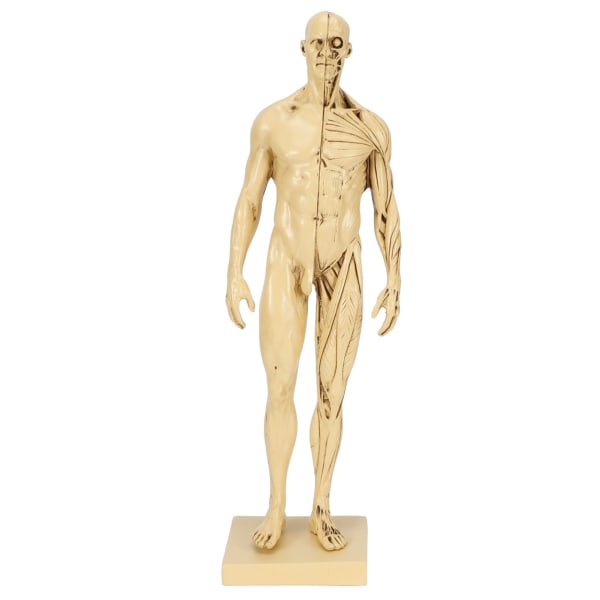 Mannequin Resin Human Muscle Model Sketching Teaching Drawing Male Body Anatomy Model