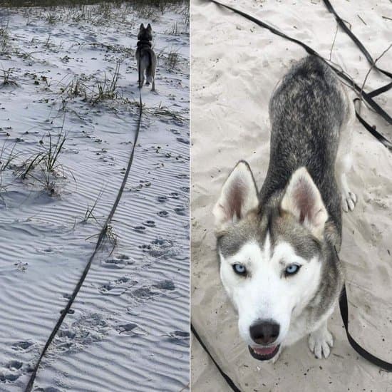 Dog Leash 20 Meters, Long Leash, Training Leash, Tracking Leash, Nylon, 2cm Wide, Black, Active and Medium Dogs, Dog Leash Pull Leash, Walking