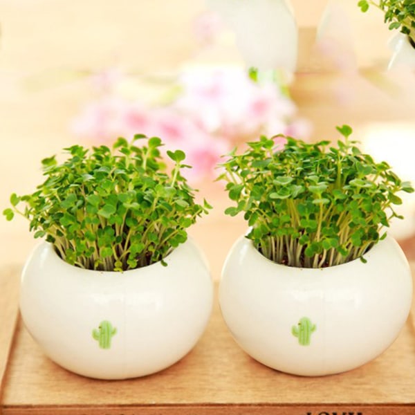 Mini moderna suckulenta växtkrukor Små keramiska behållare, trädgårdsblomkrukor (runda)