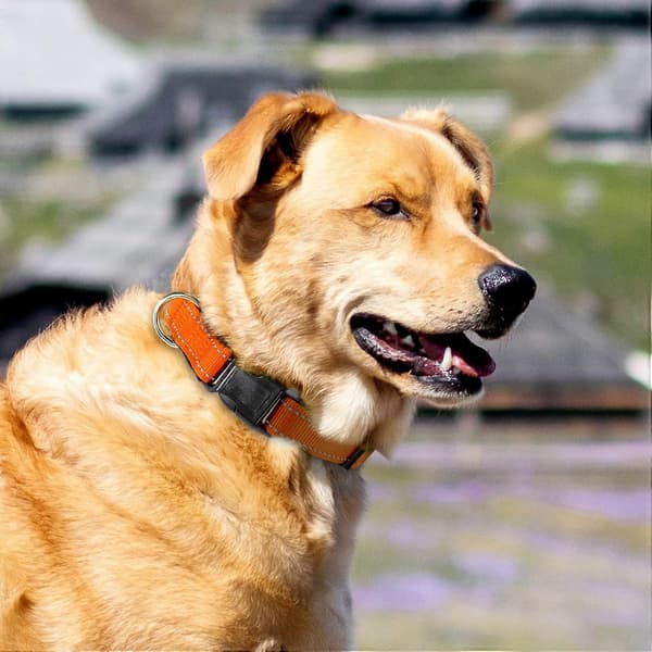 Nylon Hundehalsbånd med Refleksstribe, Klassisk Polstret Halsbånd til Store Hunde, Orange