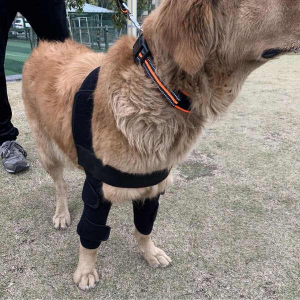 Hundbensskydd (M)