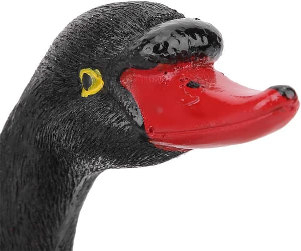 Sort svane flydende på vand