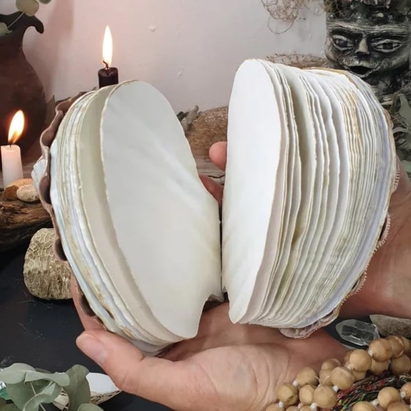 Abalone shell/lion claw shell/scallop shell diary small diary natural shell texture creative sketchbook cute shell shape notepad ocean diary 80 pages