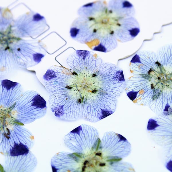 Ægte tørrede pressede blomsterblade pressede blomsterblade blandet pakke scrapbooking pynt til DIY harpiks ornament (9 blomster)