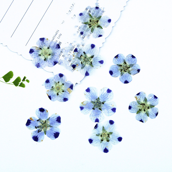 Ægte tørrede pressede blomsterblade pressede blomsterblade blandet pakke scrapbooking pynt til DIY harpiks ornament (9 blomster)