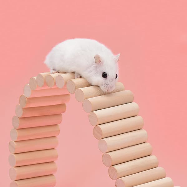 Klatrestige i tre for hamster (8*20CM)