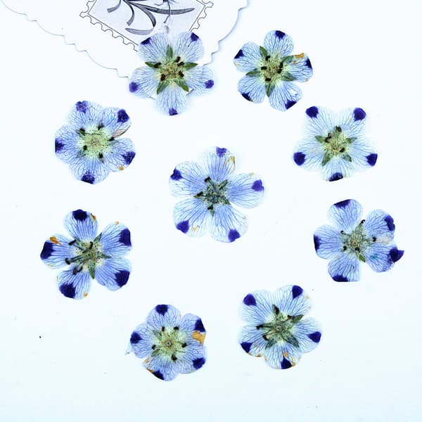 Ægte tørrede pressede blomsterblade pressede blomsterblade blandet pakke scrapbooking pynt til DIY harpiks ornament (9 blomster)