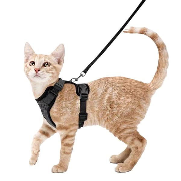 Kattsele för promenader, rymningssäkra västselar