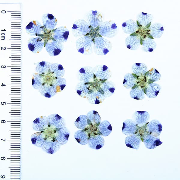 Ægte tørrede pressede blomsterblade pressede blomsterblade blandet pakke scrapbooking pynt til DIY harpiks ornament (9 blomster)