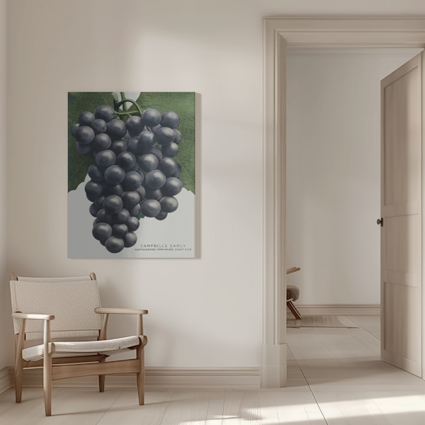 Campbell's Early Grape Lithograph Canvastavla 50x70 cm