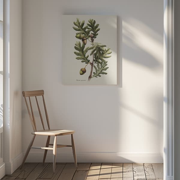 Botany   Quercus Pyrenaica Canvastavla 30x40 cm