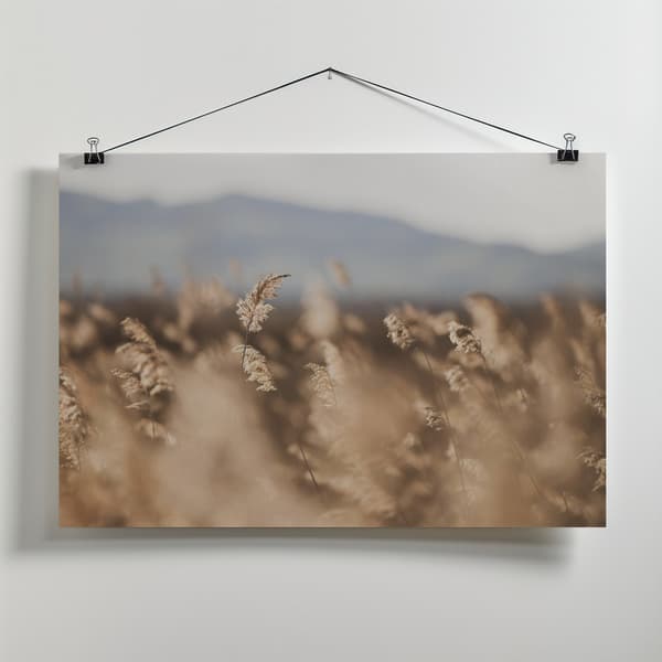 Marsh Grass No.11 Canvastavla 70x50 cm